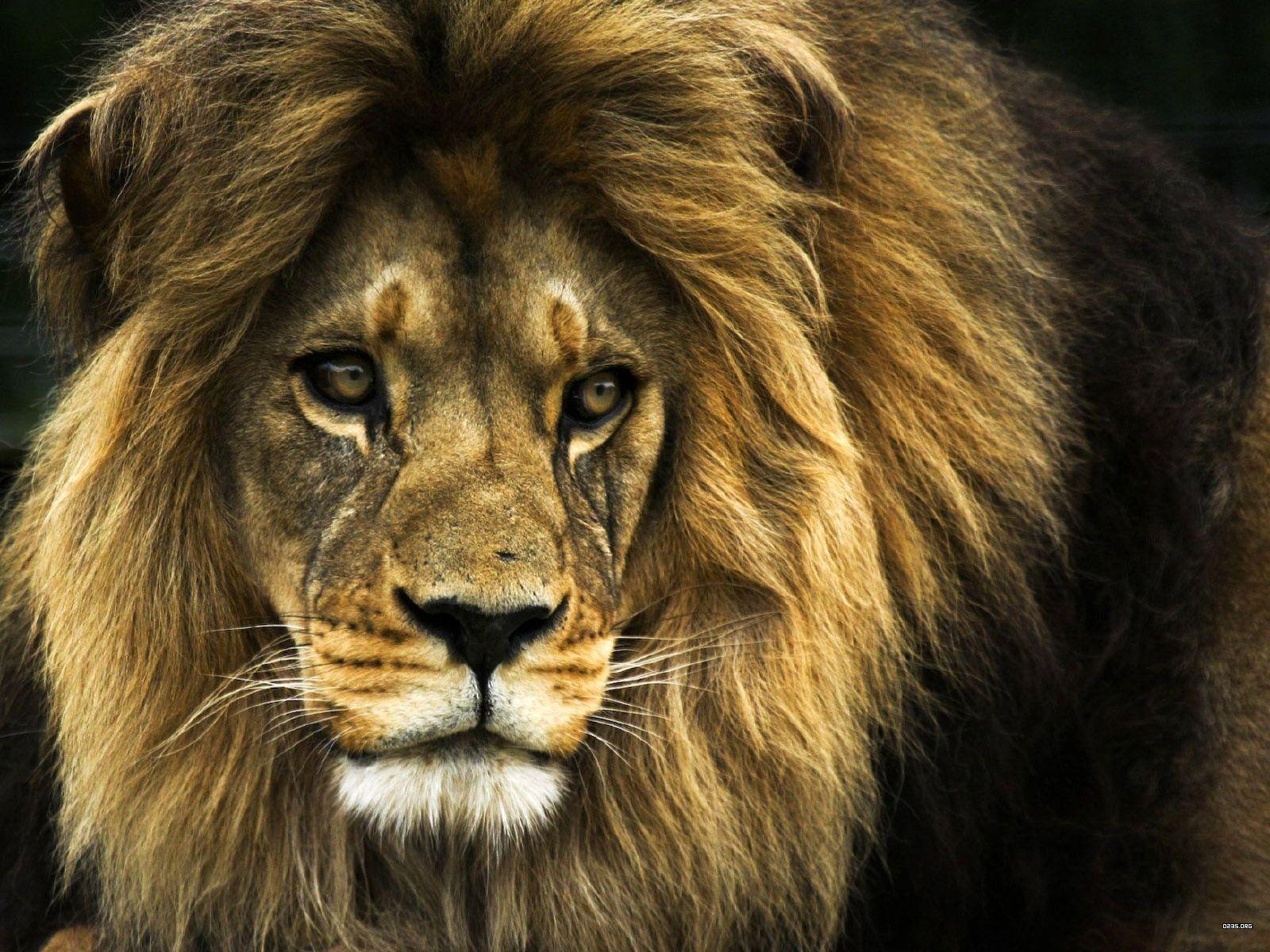 Lion Desktop Wallpaper, Lion Wallpaper HD, Free Download Lion
