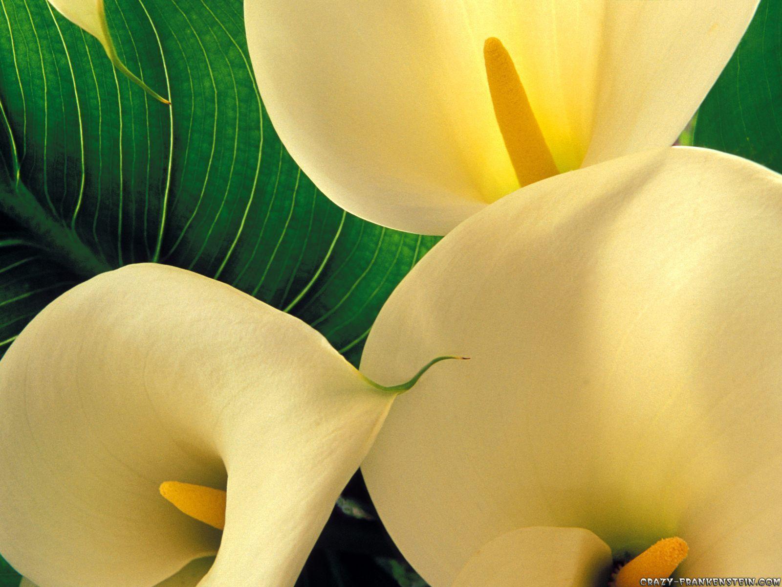 Calla Lily Flowers Wallpaper