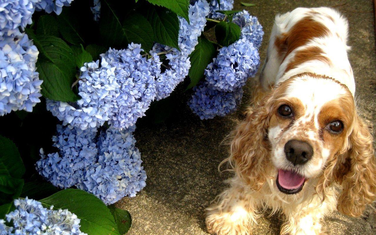 Pin Nature Wallpapers Cocker Spaniel Puppy