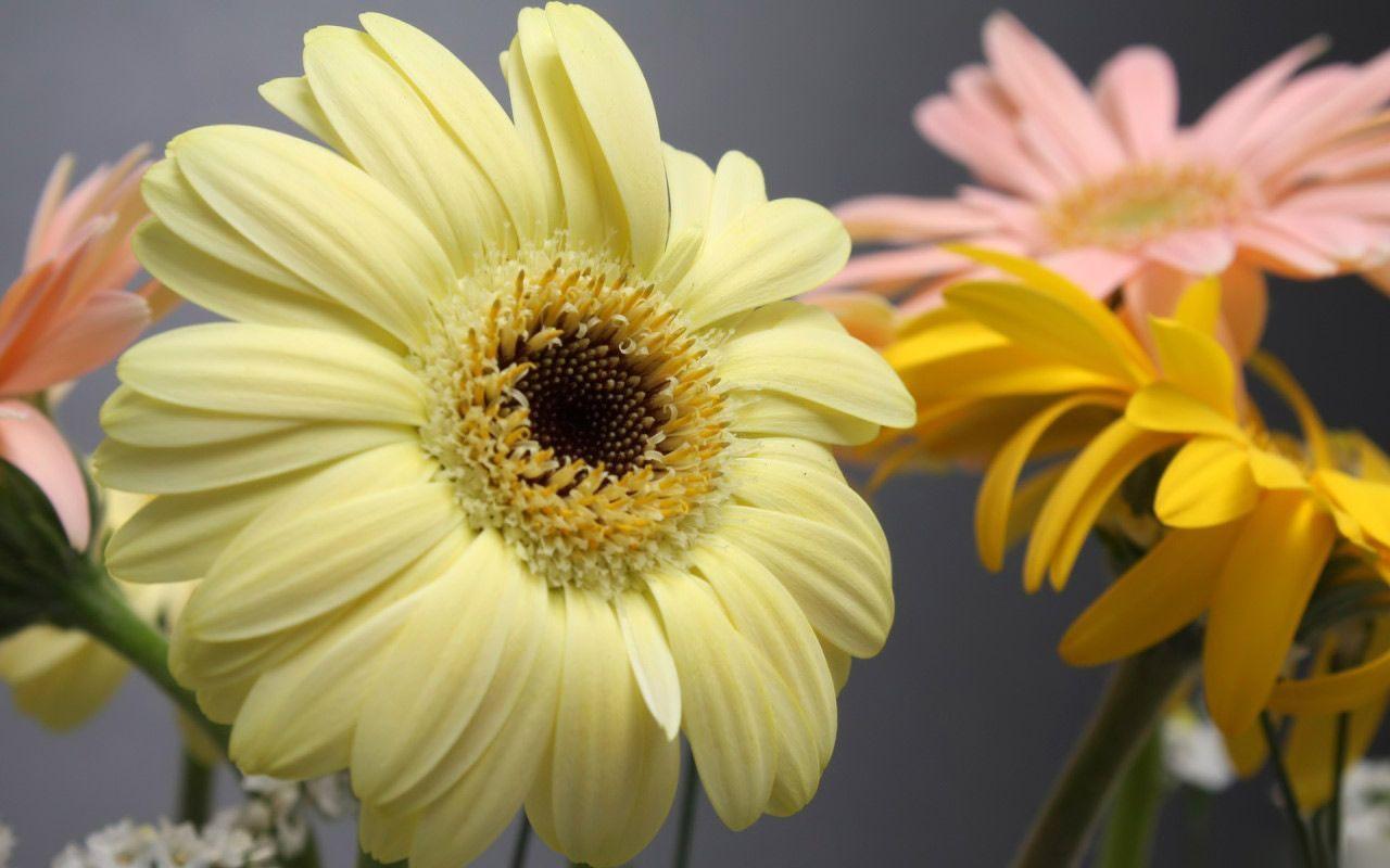Desktop background // Animal Life // Flowers // Yellow daisies