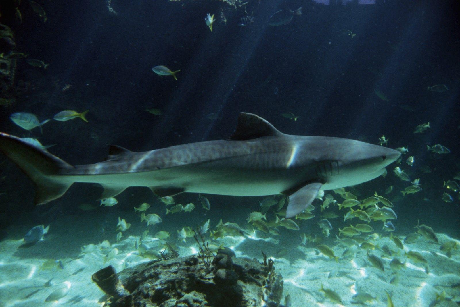 Tiger Shark Swimming Near a School of Fish