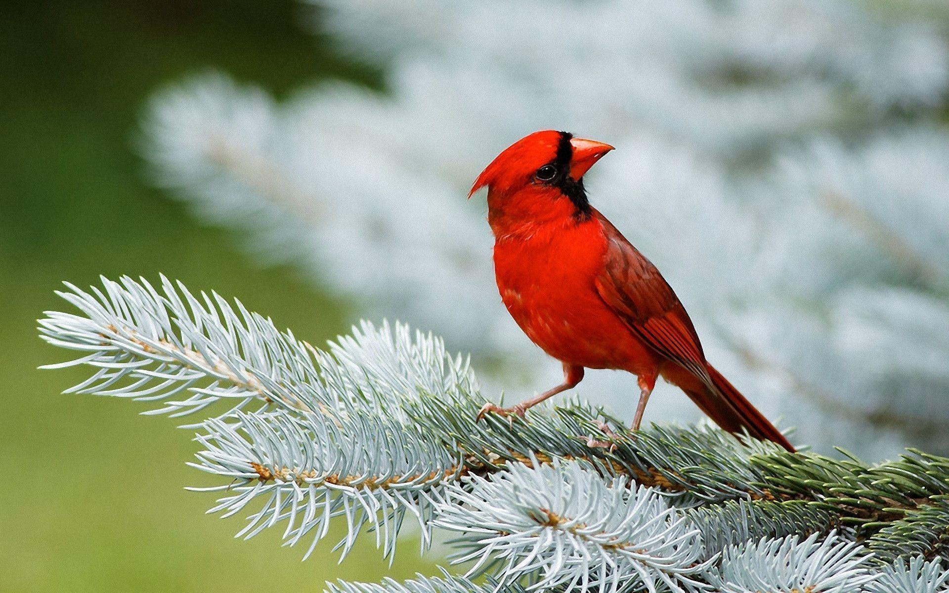 Red Bird Wallpapers - Wallpaper Cave