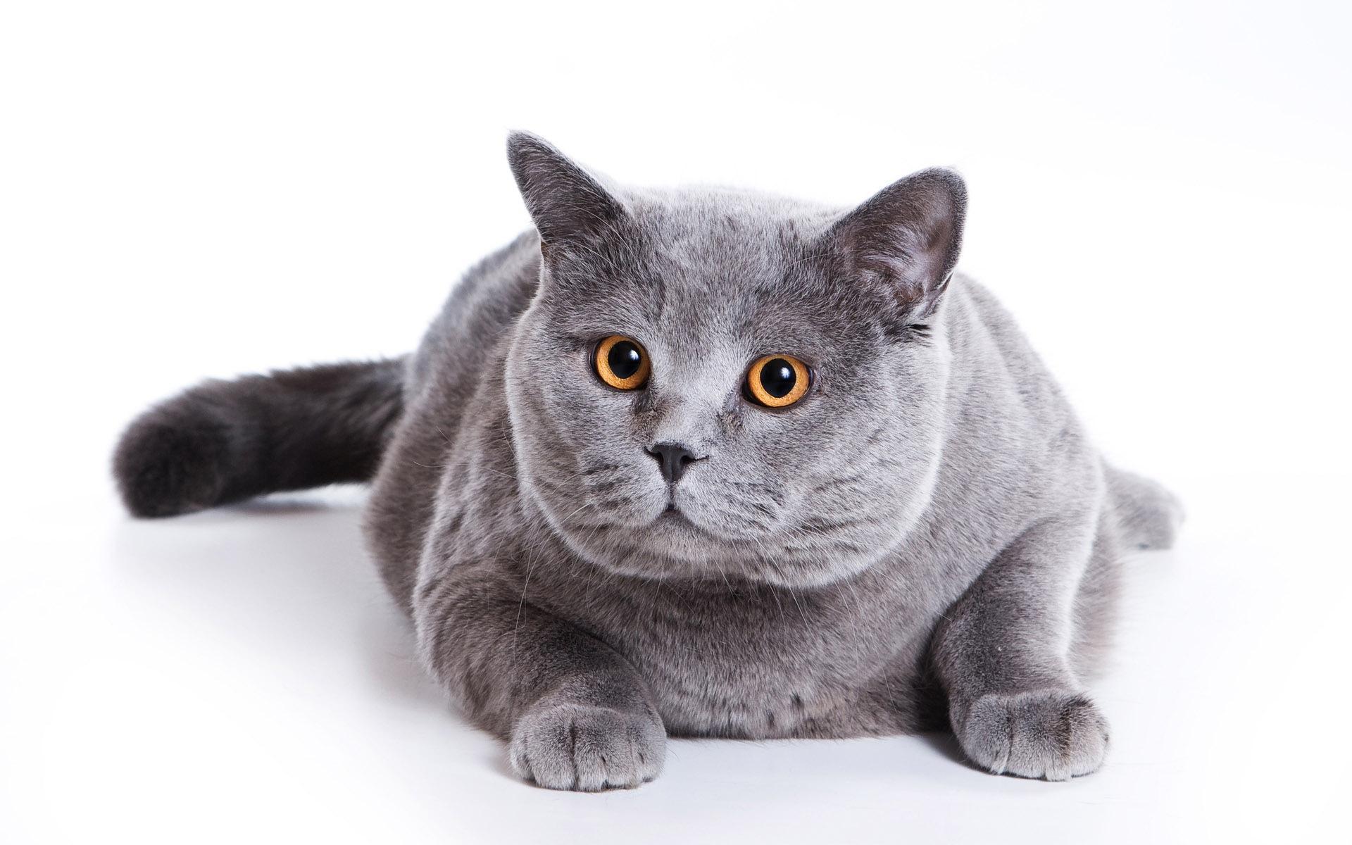 HD Blue British Cat On A White Background Wallpaper