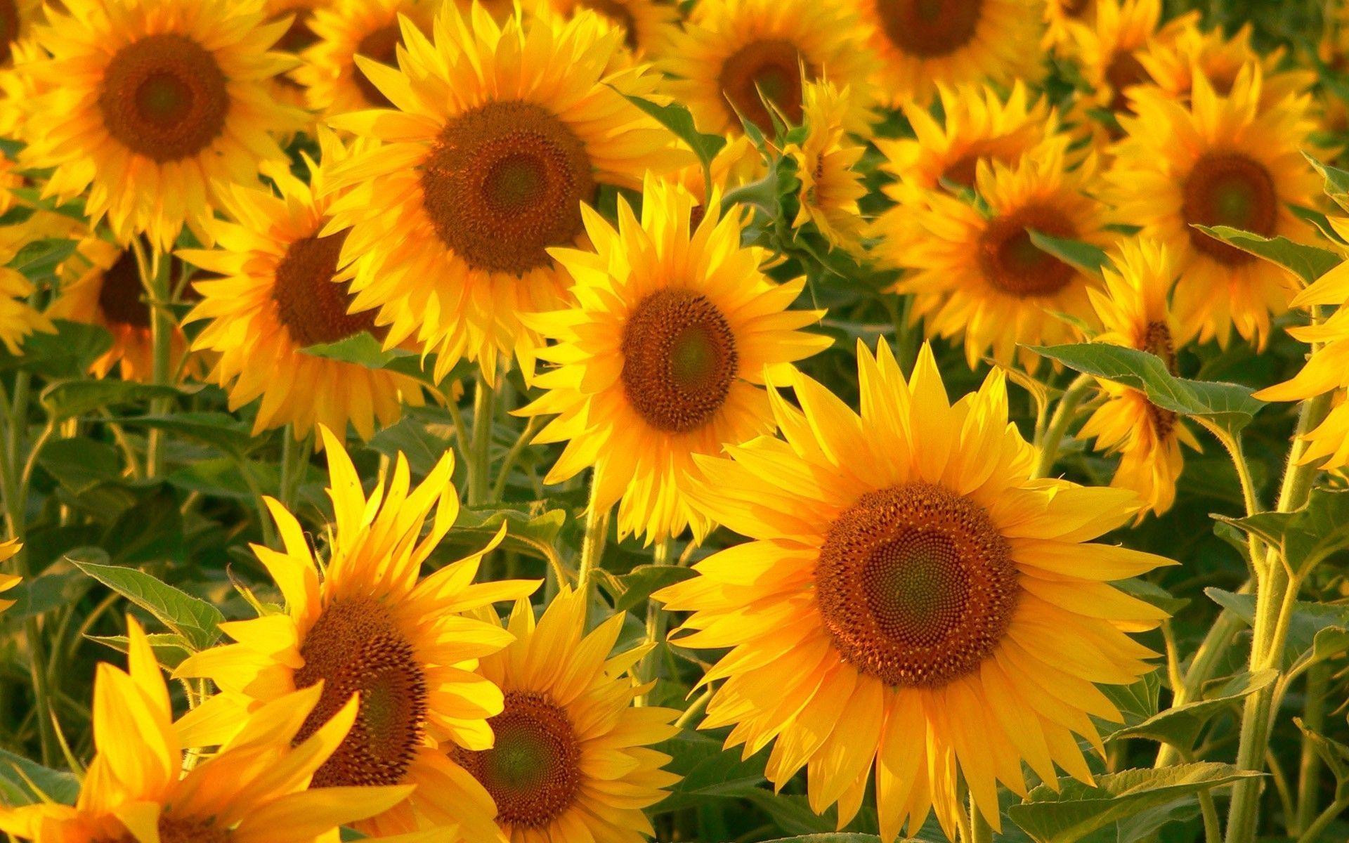 Most Downloaded Sunflower Wallpaper HD wallpaper search