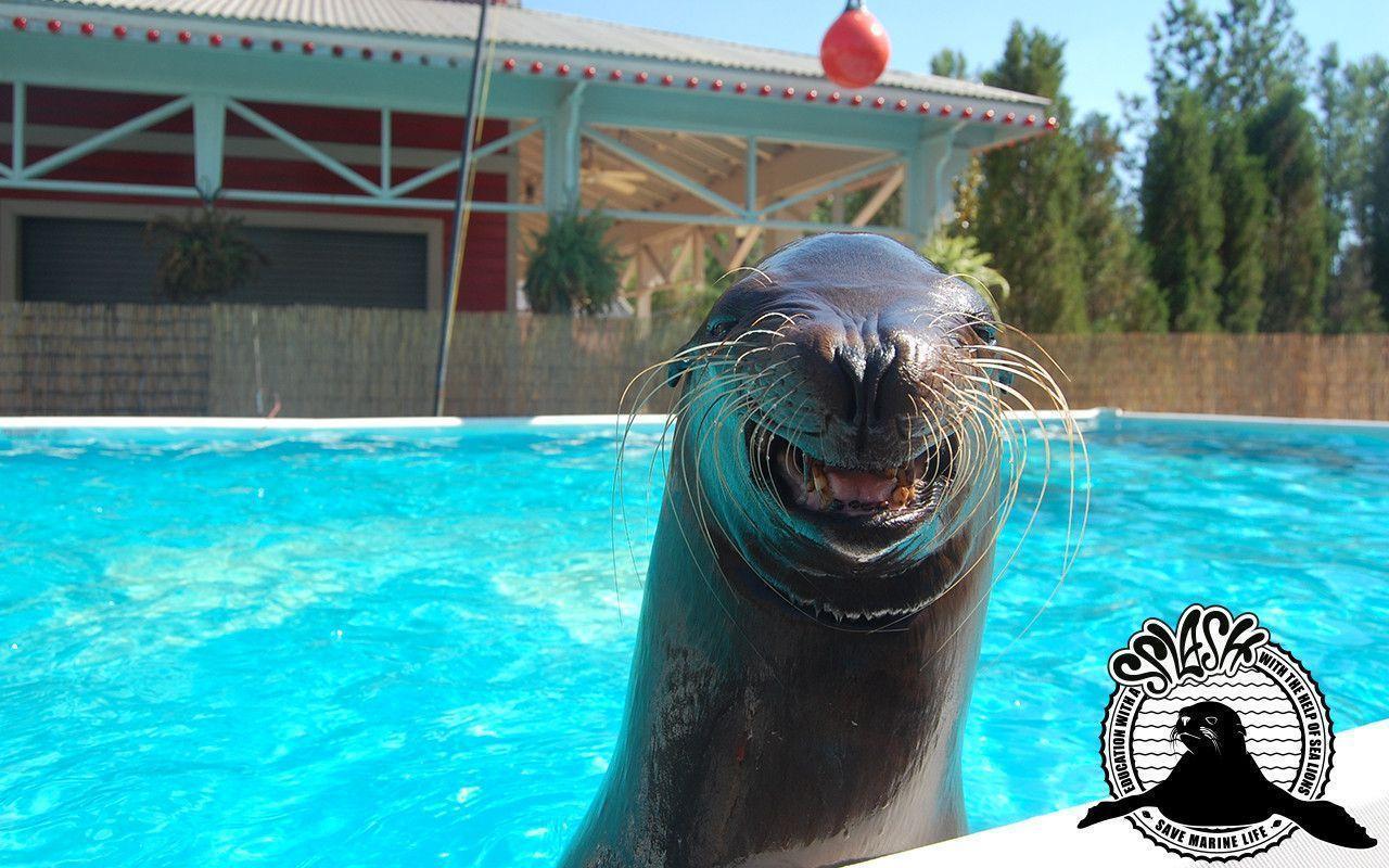 Sea Lion Splash!