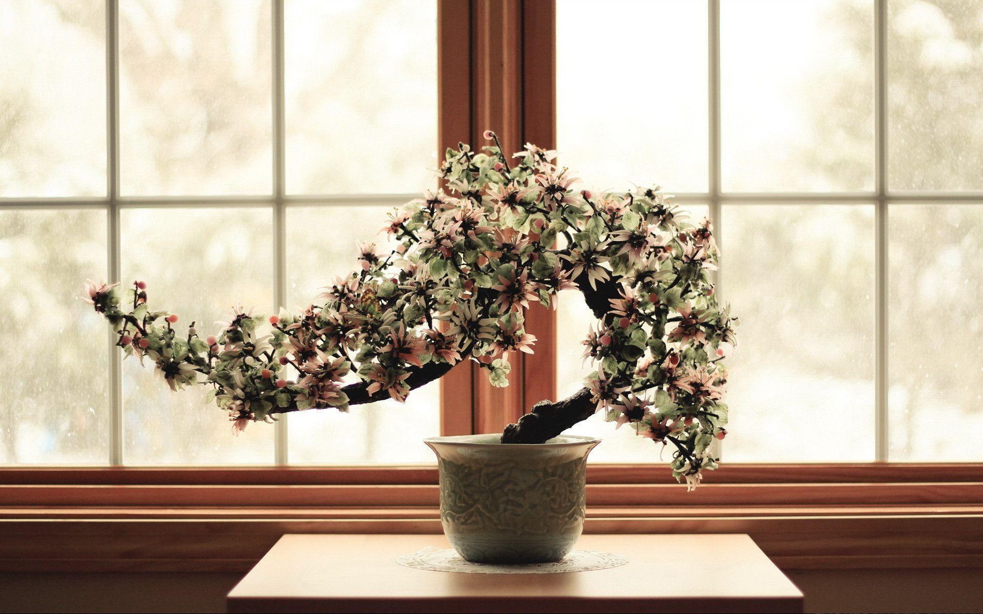 HD Bonsai Wallpaper
