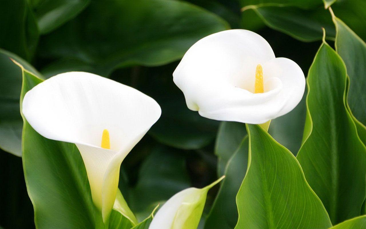 Calla Lilies Hd Wallpaper. Onelive