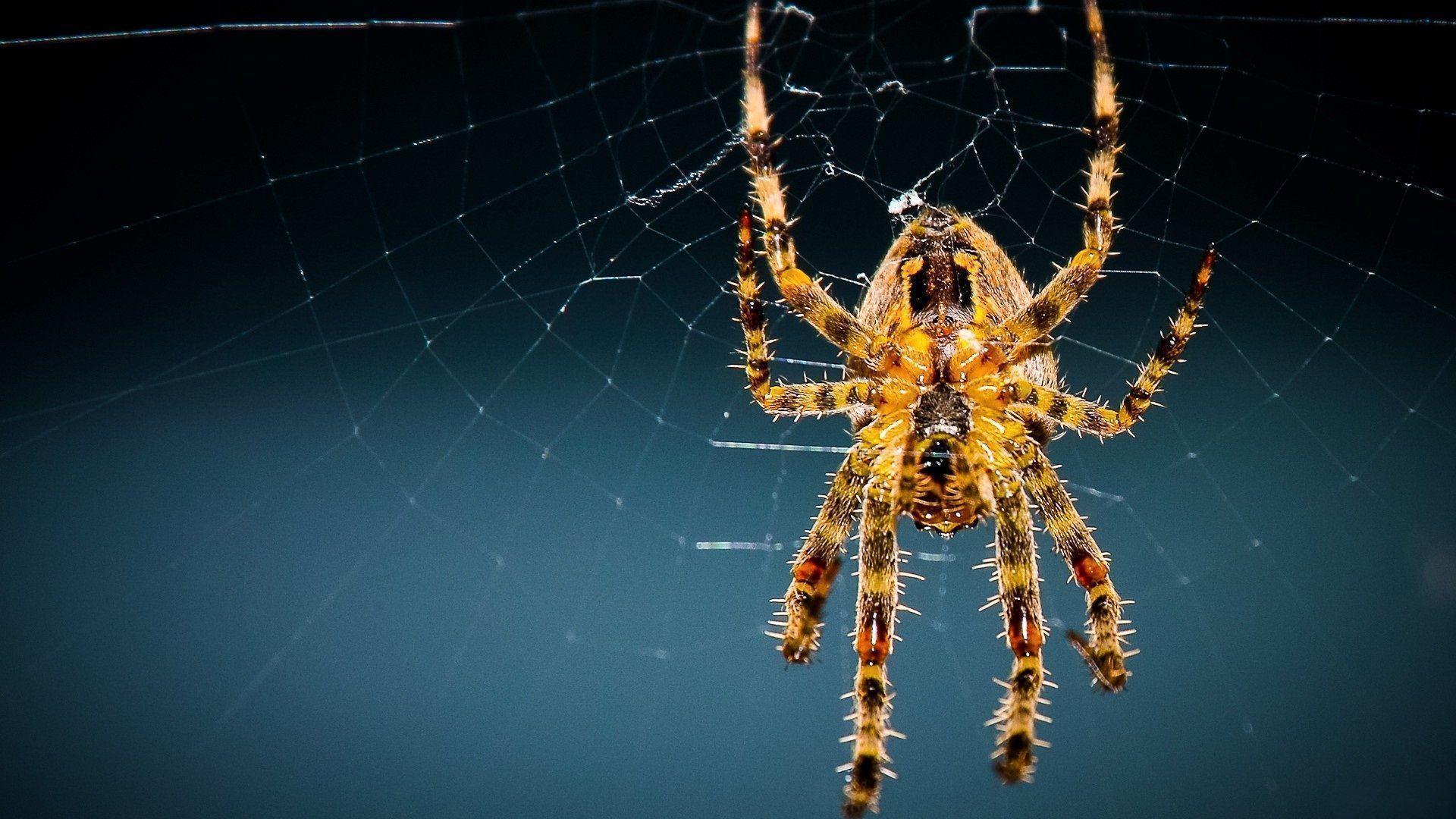 big spider HD wallpaper Search Engine