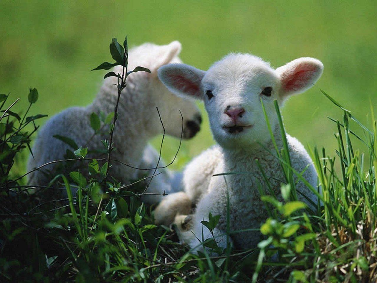 Animals For > Sheep Wallpaper Desktop