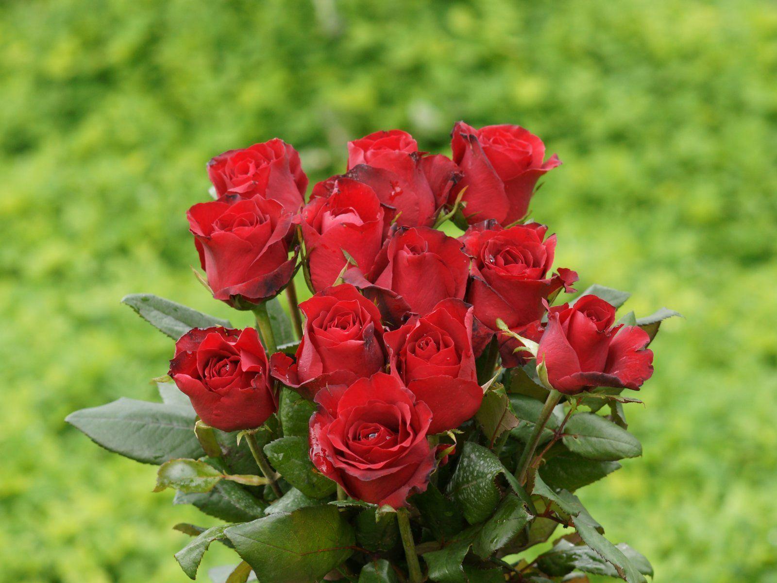 miscopono: beautiful rose, red rose, flowers, red rose wallpaper