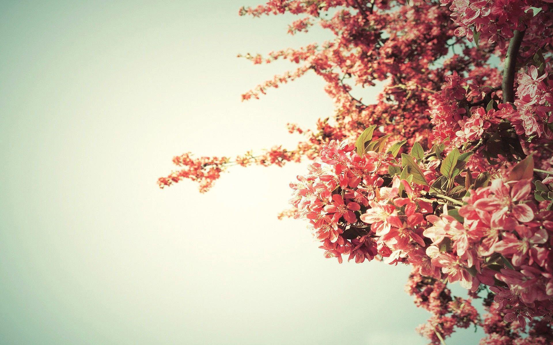 Spring tree blossoms Wallpapers #