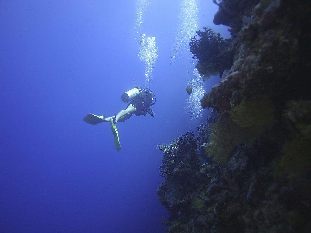 A Scuba Diver Swimming Next To Coral: Underwater Wallpaper