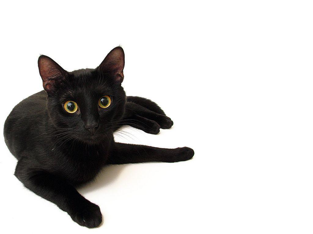 White background for black cat Stock Free Image