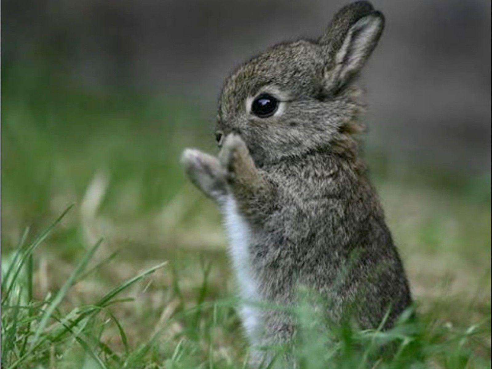 Cute Bunny Wallpaper Free animal cute bunny for desktop Wallpaper