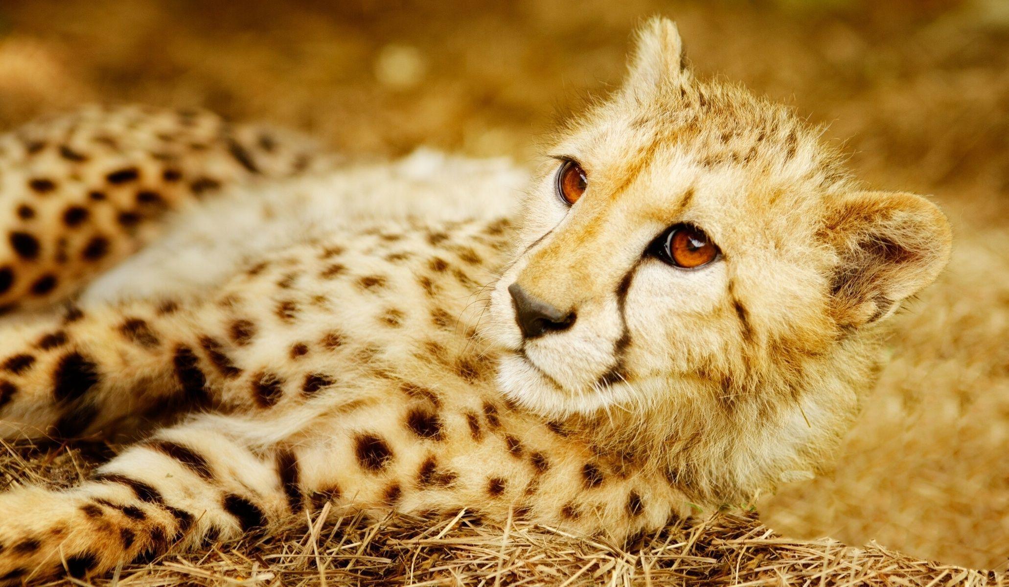 Cheetah Wallpaper 77. WALLISTY