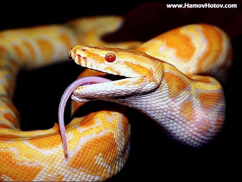 Android Phones Wallpaper: Android Wallpaper Dangerous Snake