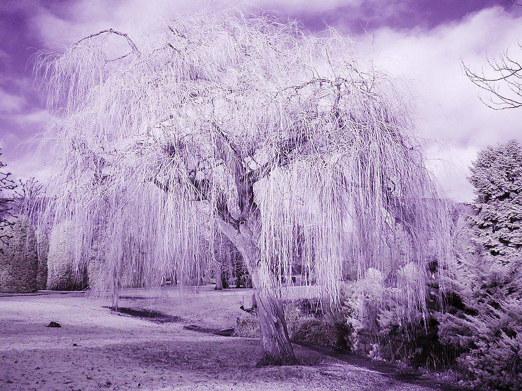 Panoramio of Weeping Willow