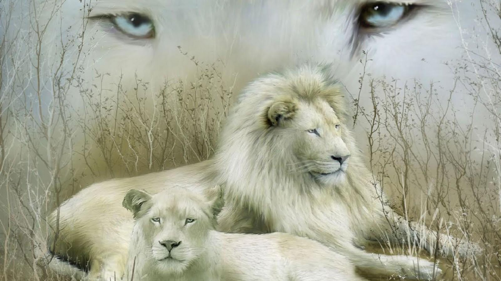 baby white lion wallpaper