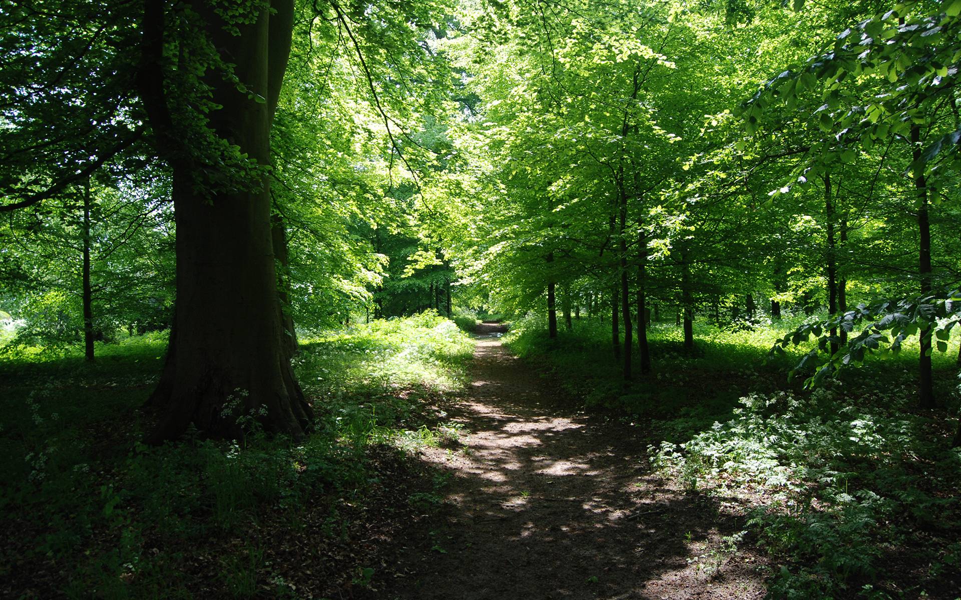 Forrest Wallpaper For All