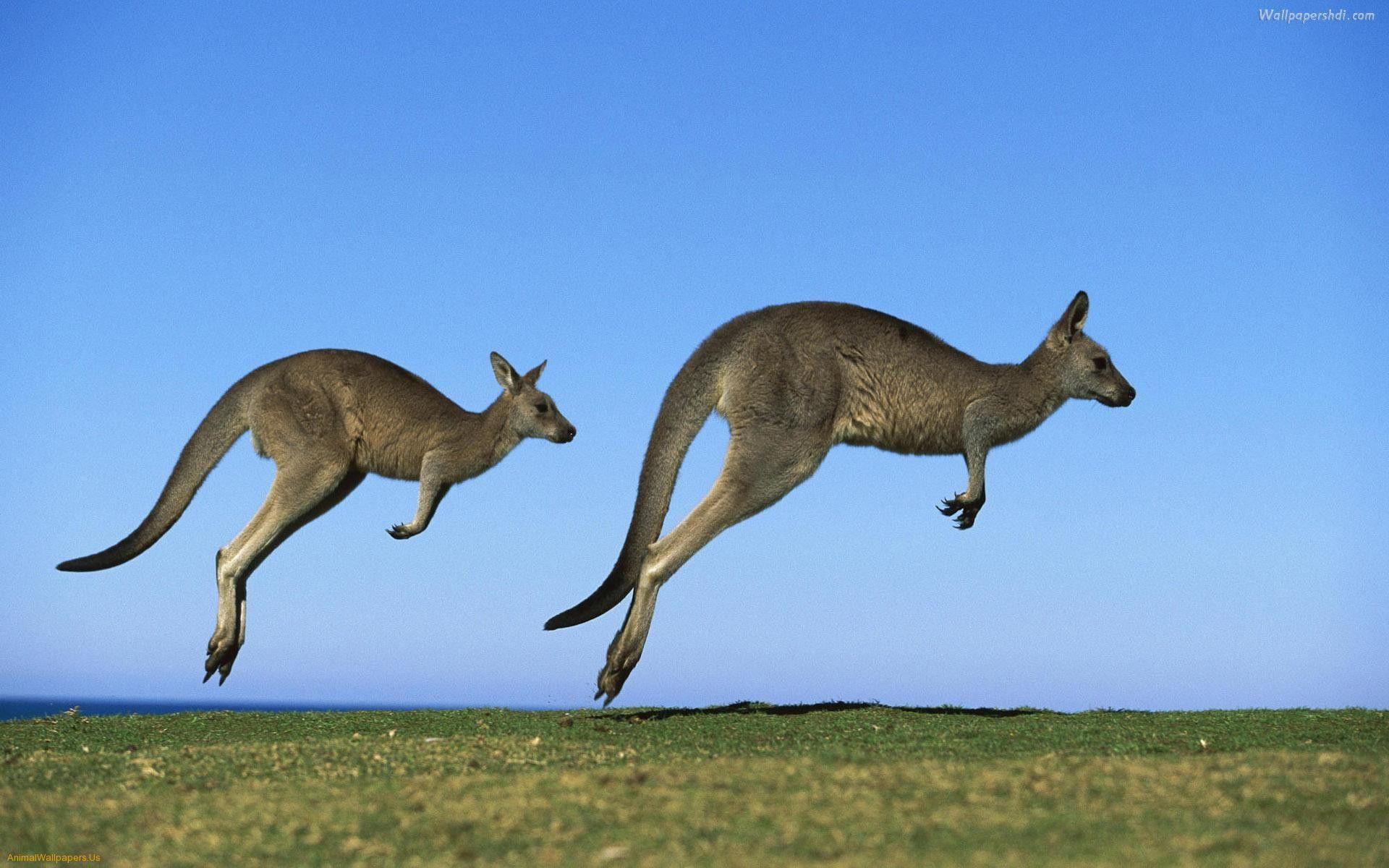 Kangaroo HD Wallpaper. Kangaroo Picture Download