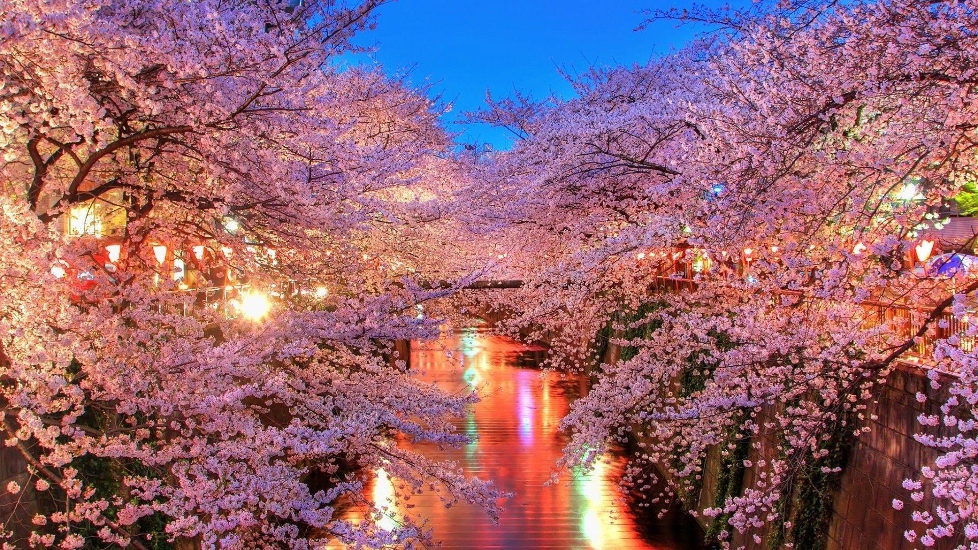 scenery anime cherry blossom tree Blossom cherry landscape trees nature