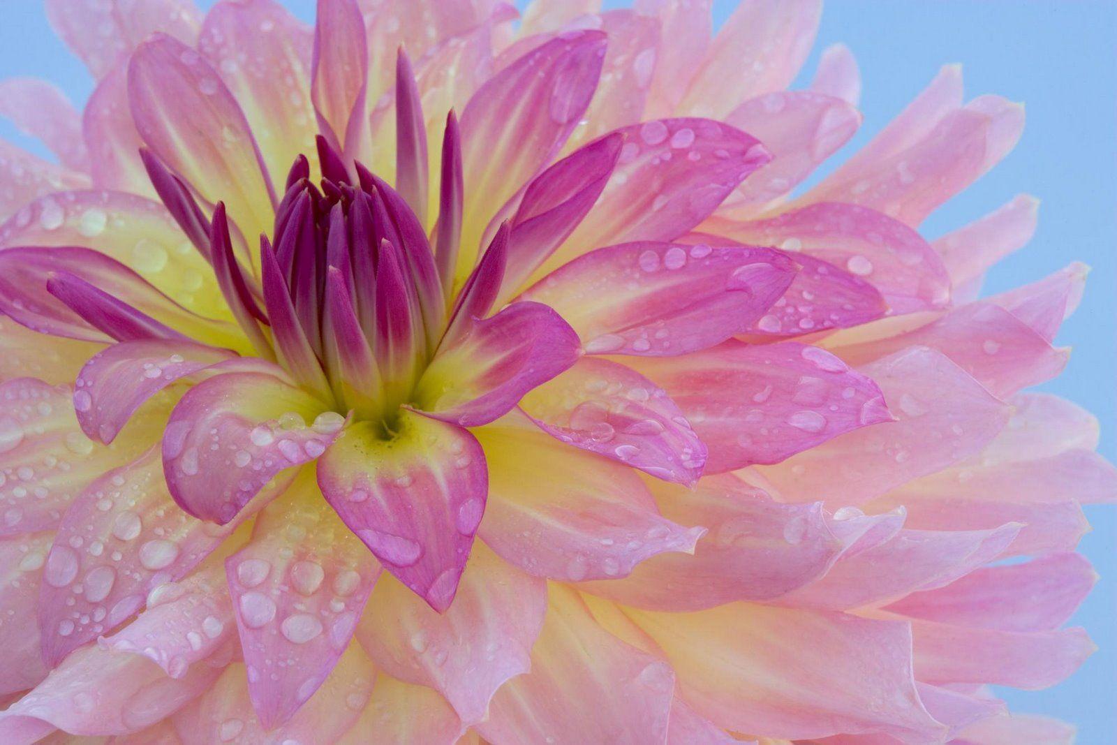 Dahlia Dew Flower HD Desktop Wallpaper