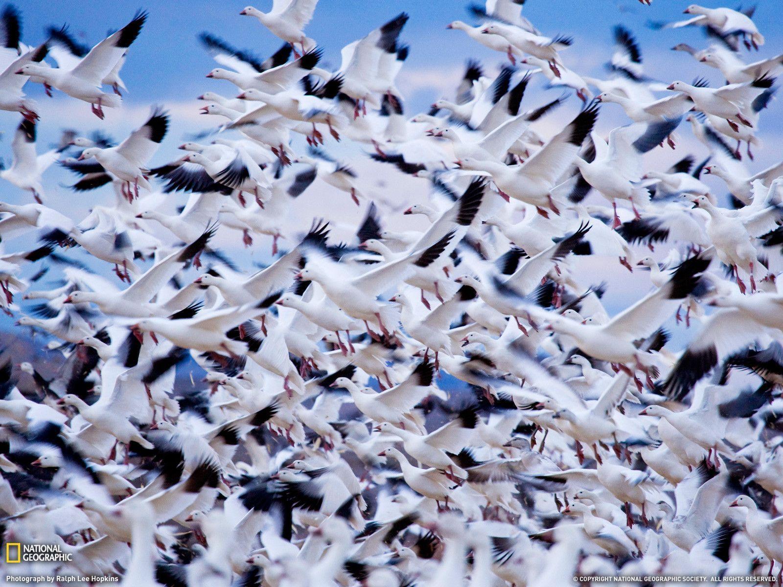 Snow Geese Photo, Animal Migration Wallpaper