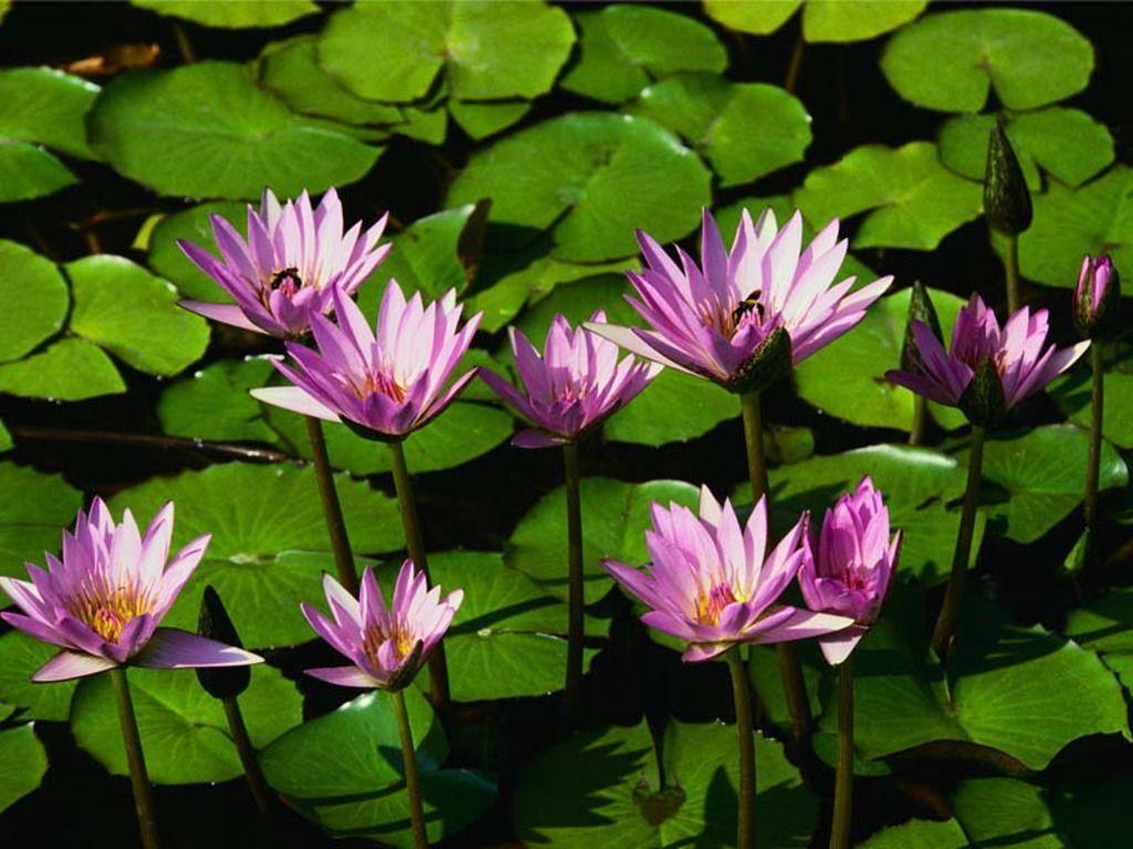 Free Water Lilies Wallpaper Download The 1024x768PX Wallpaper