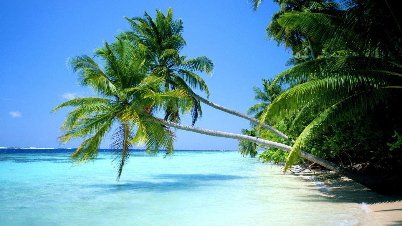 Tropical Beach Wallpaper Desktop Background 1 HD Wallpaper