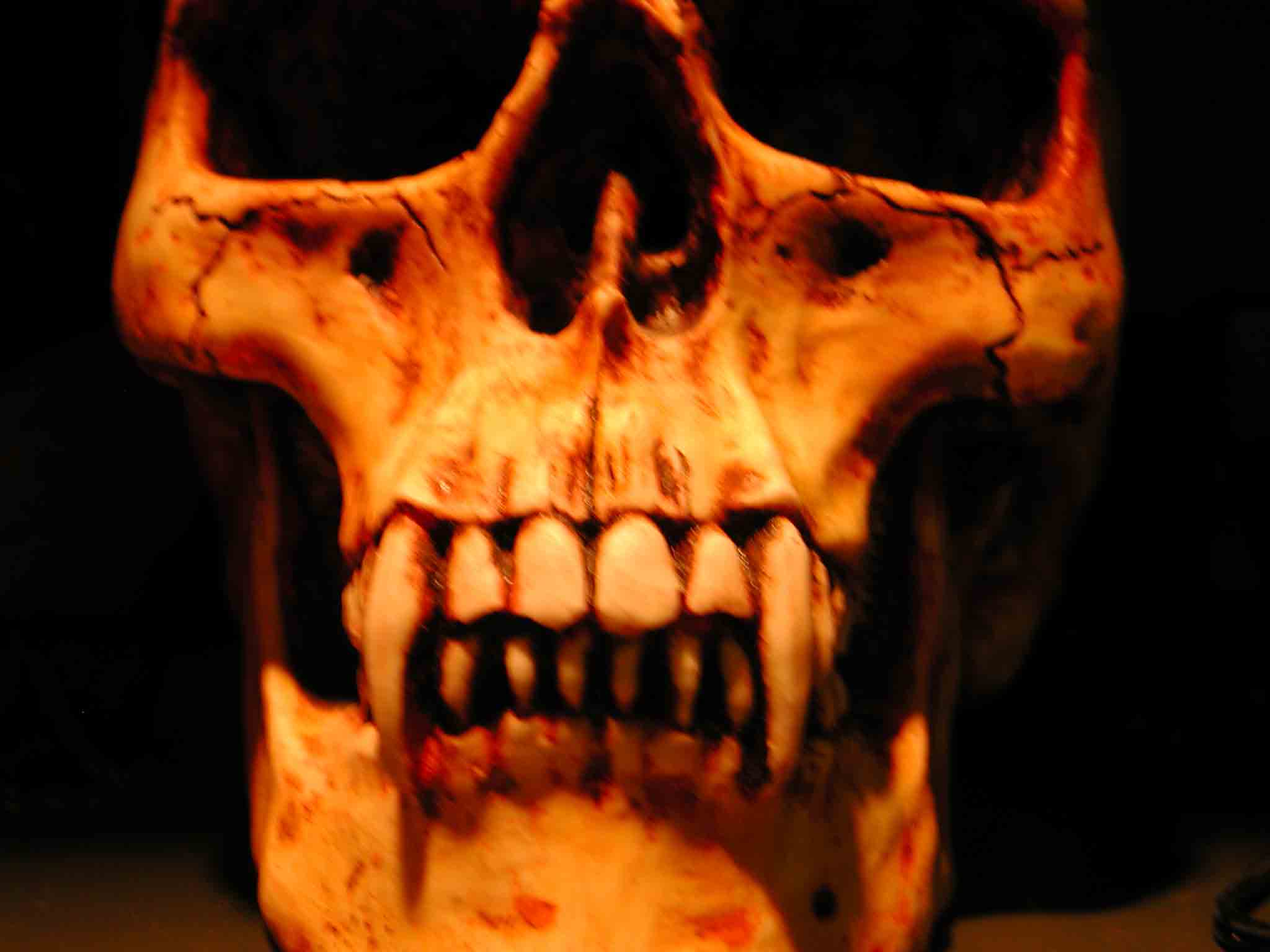Skull Of A Vampire Wallpaper