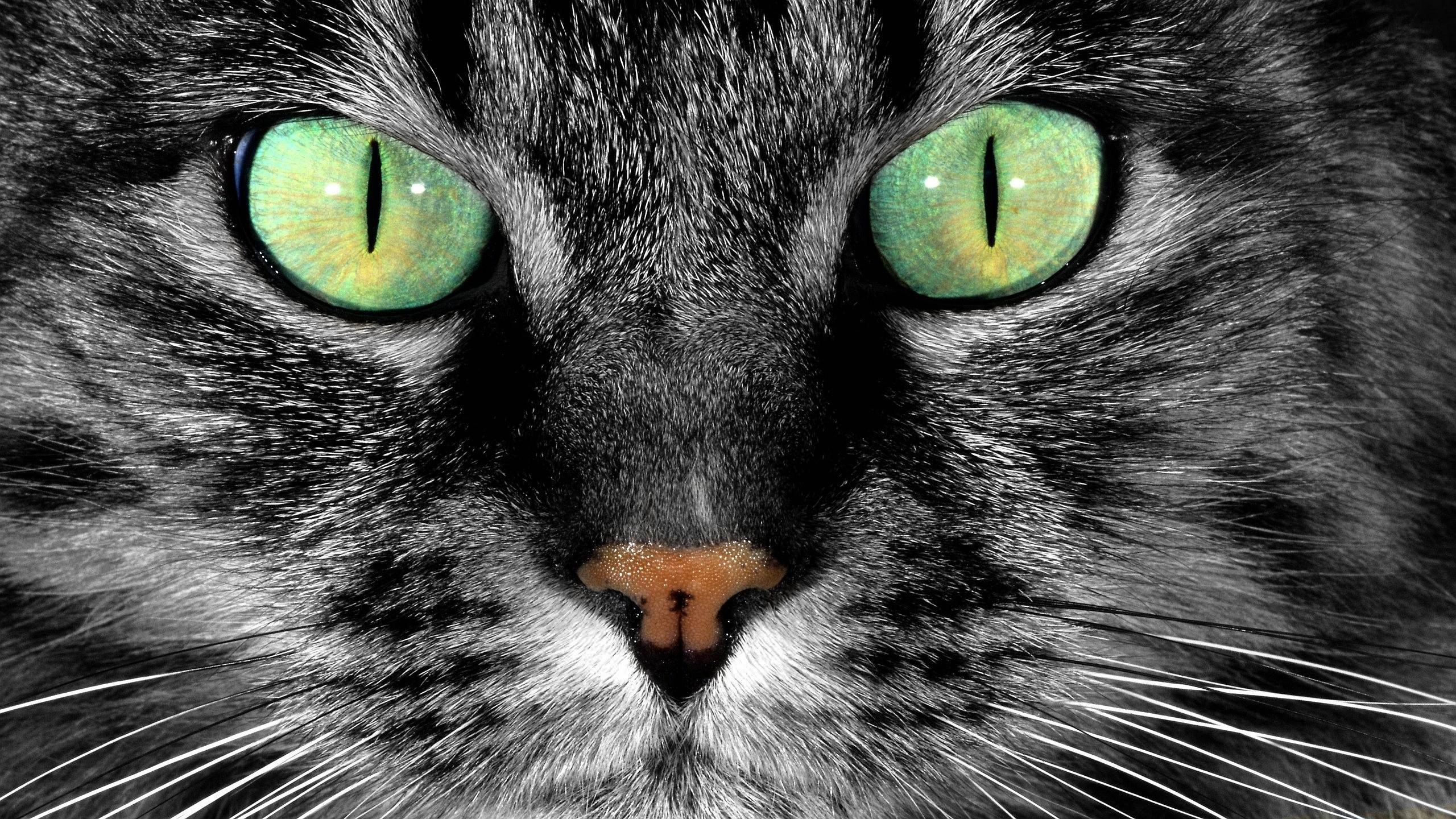 Cat green Eyes Wallpaper