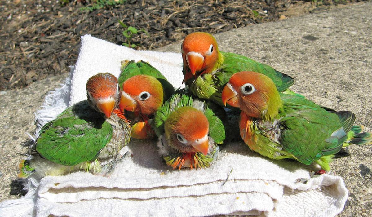 Free wallpaper Nyasa babies Nyasa lovebird parrots
