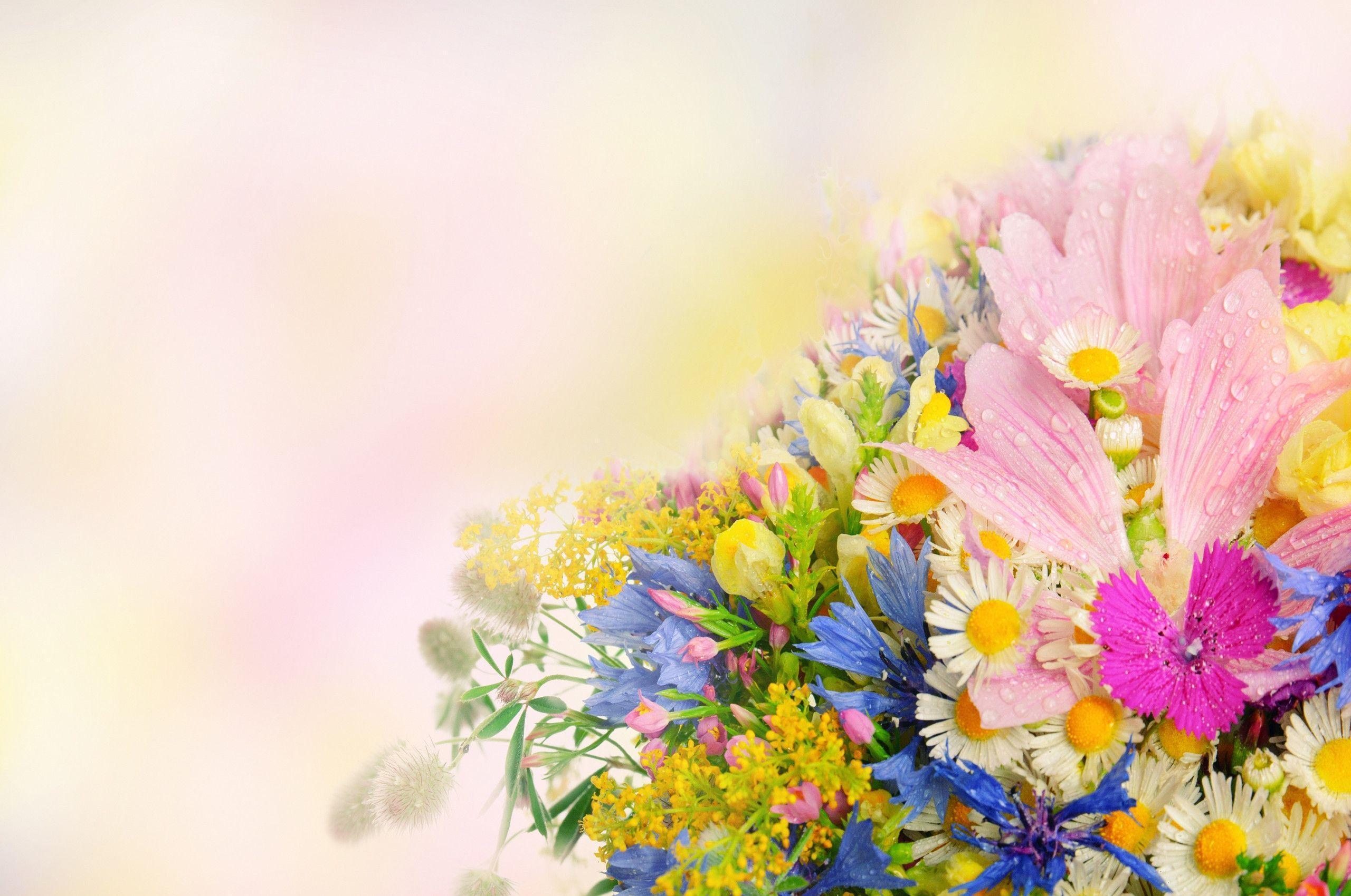 beautiful nice flower wallpaper Search Engine