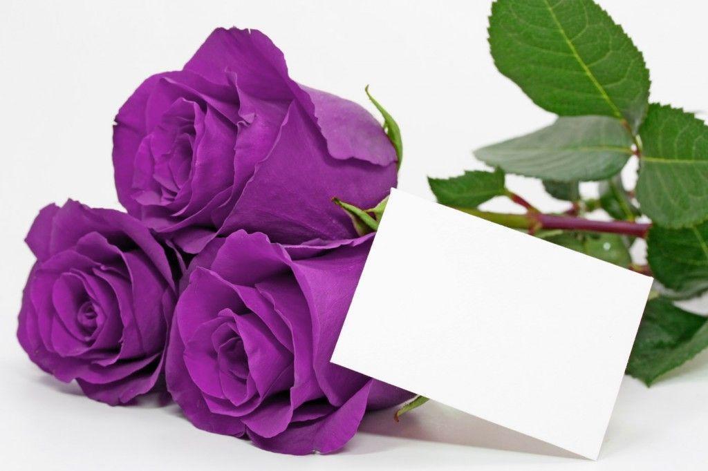 Valentines For > Purple Roses Wallpaper