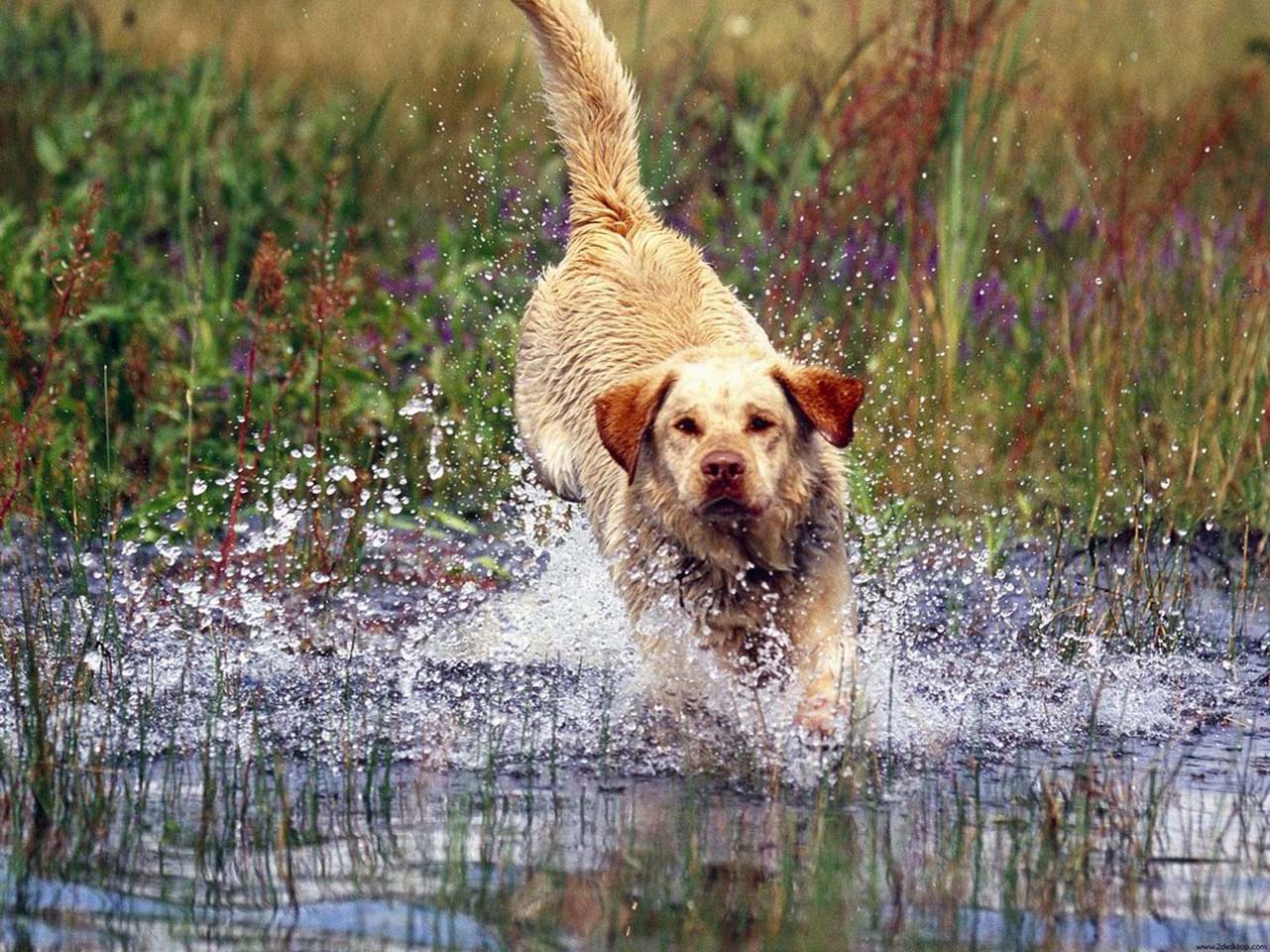 Hunting Dog Wallpapers - Wallpaper Cave