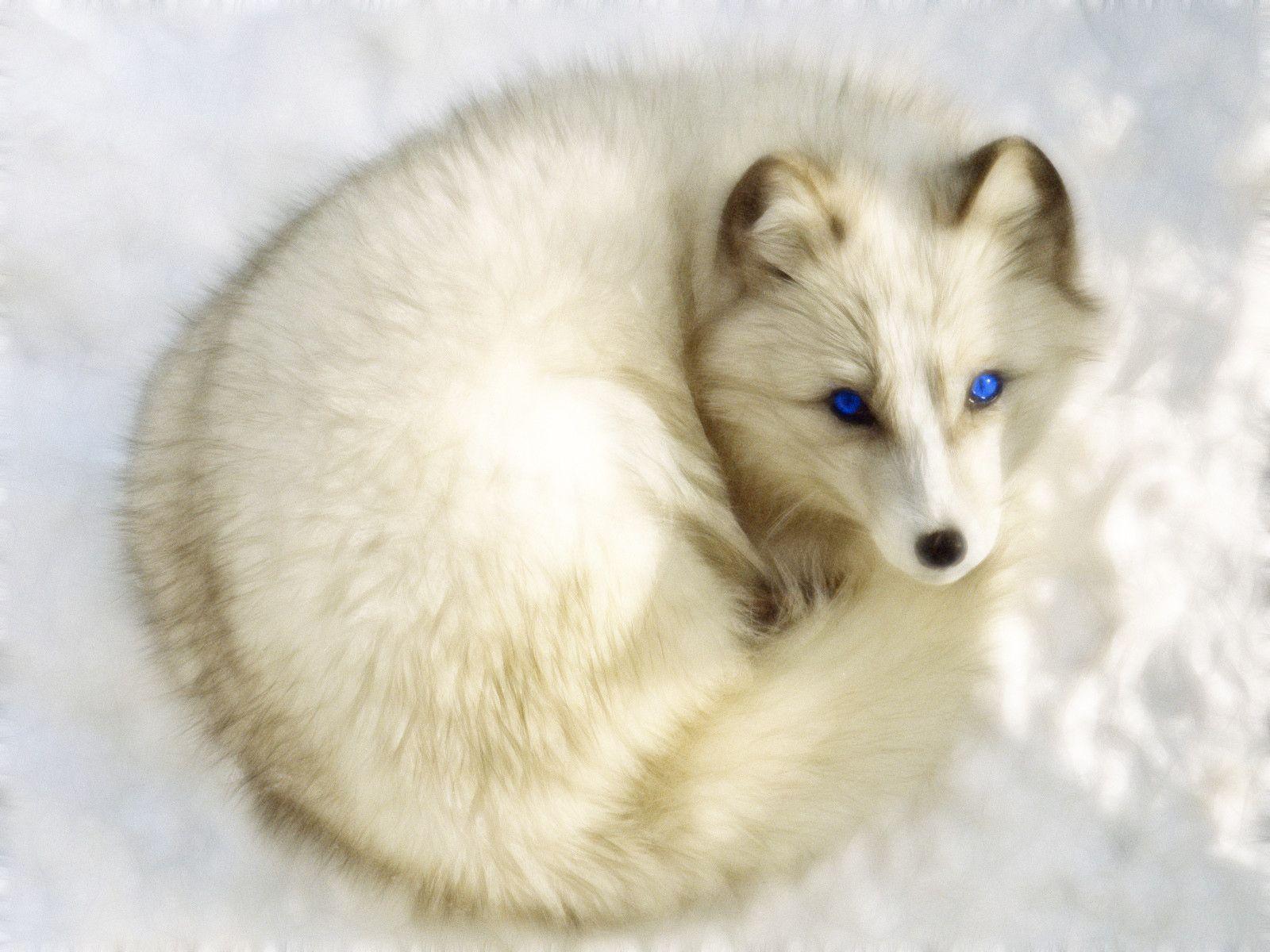 Arctic White Fox Wallpaper 1600x1200