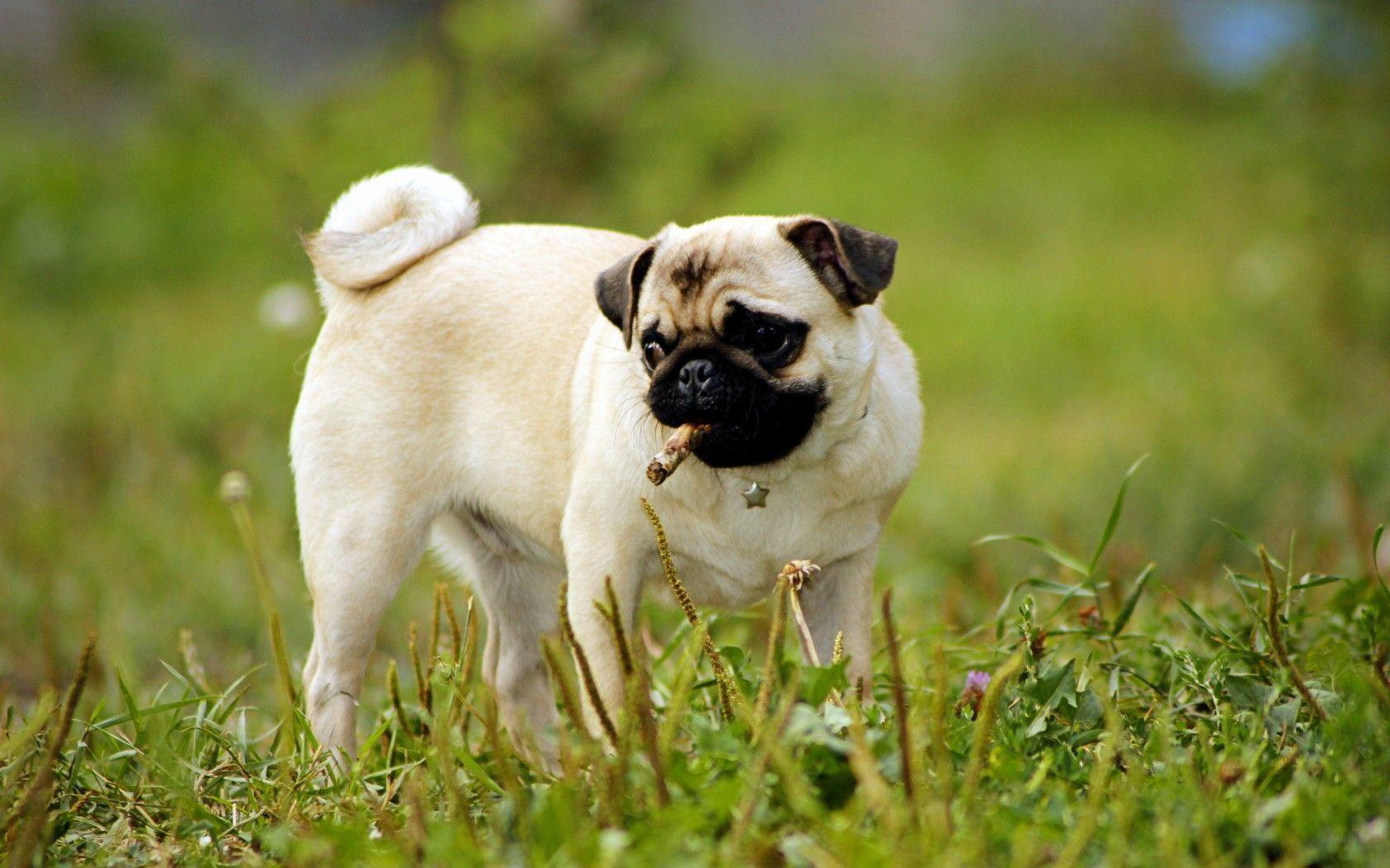 Pug Dog Wallpaper. Pug Dog Picture Free Download