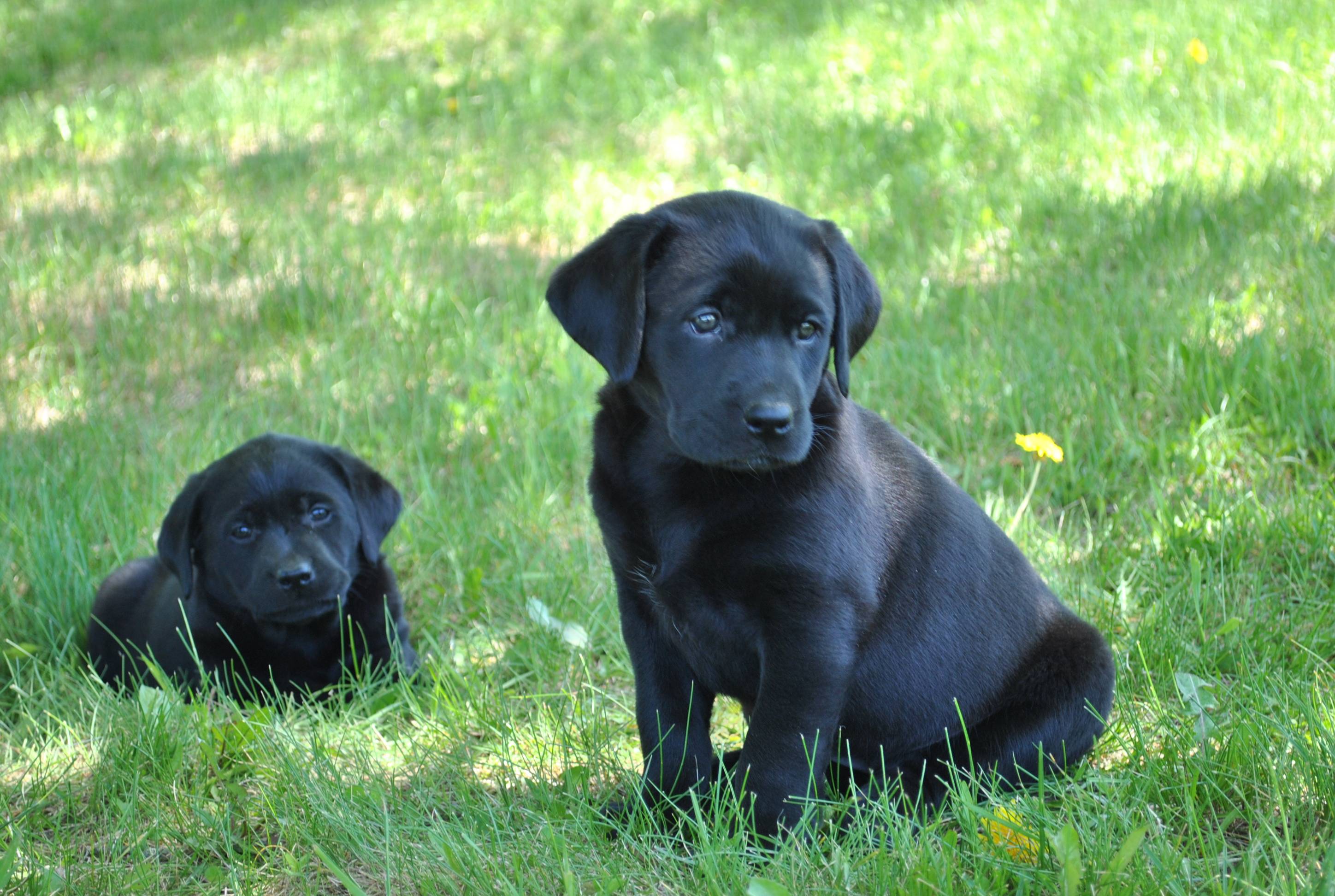 Black Lab Puppy Wallpaper