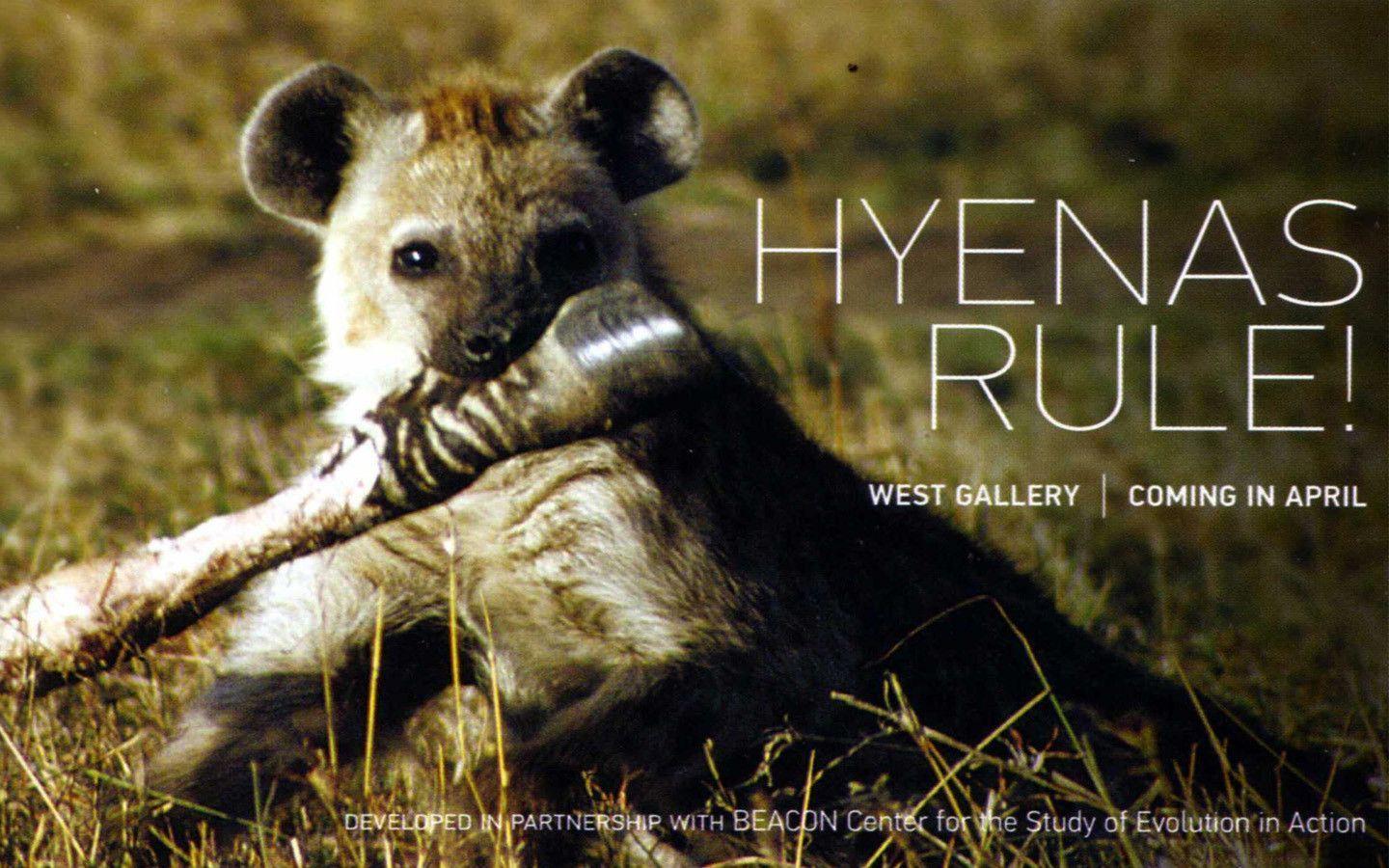 Hyena Videos