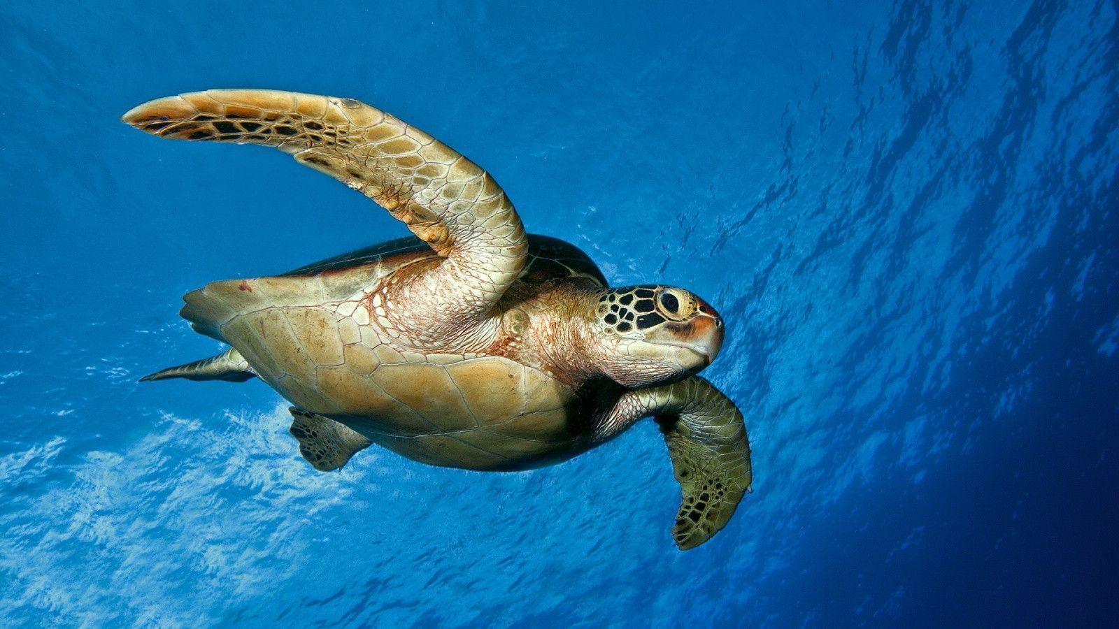 1600x900 Turtle backgrounds Wallpapers