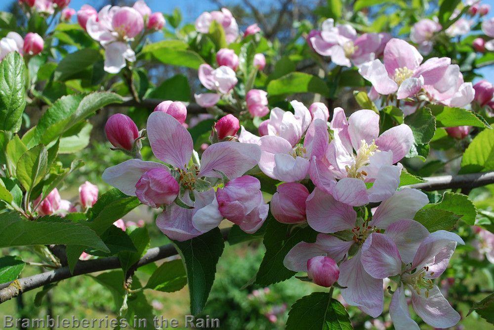 Apple Blossom Wallpapers - Wallpaper Cave