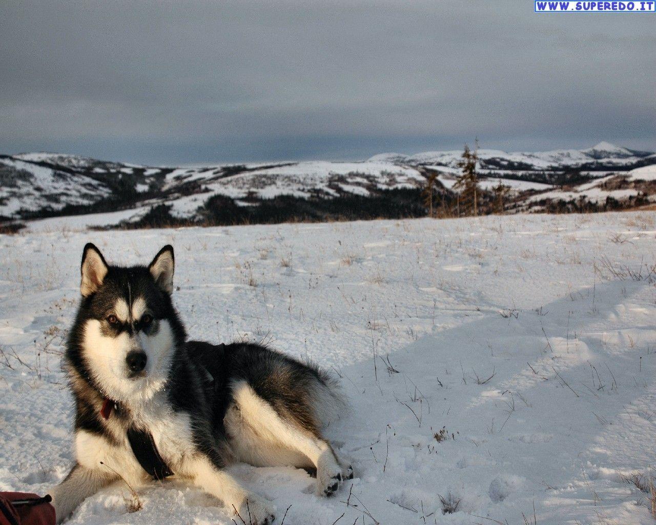 Malamute Wallpapers - Wallpaper Cave