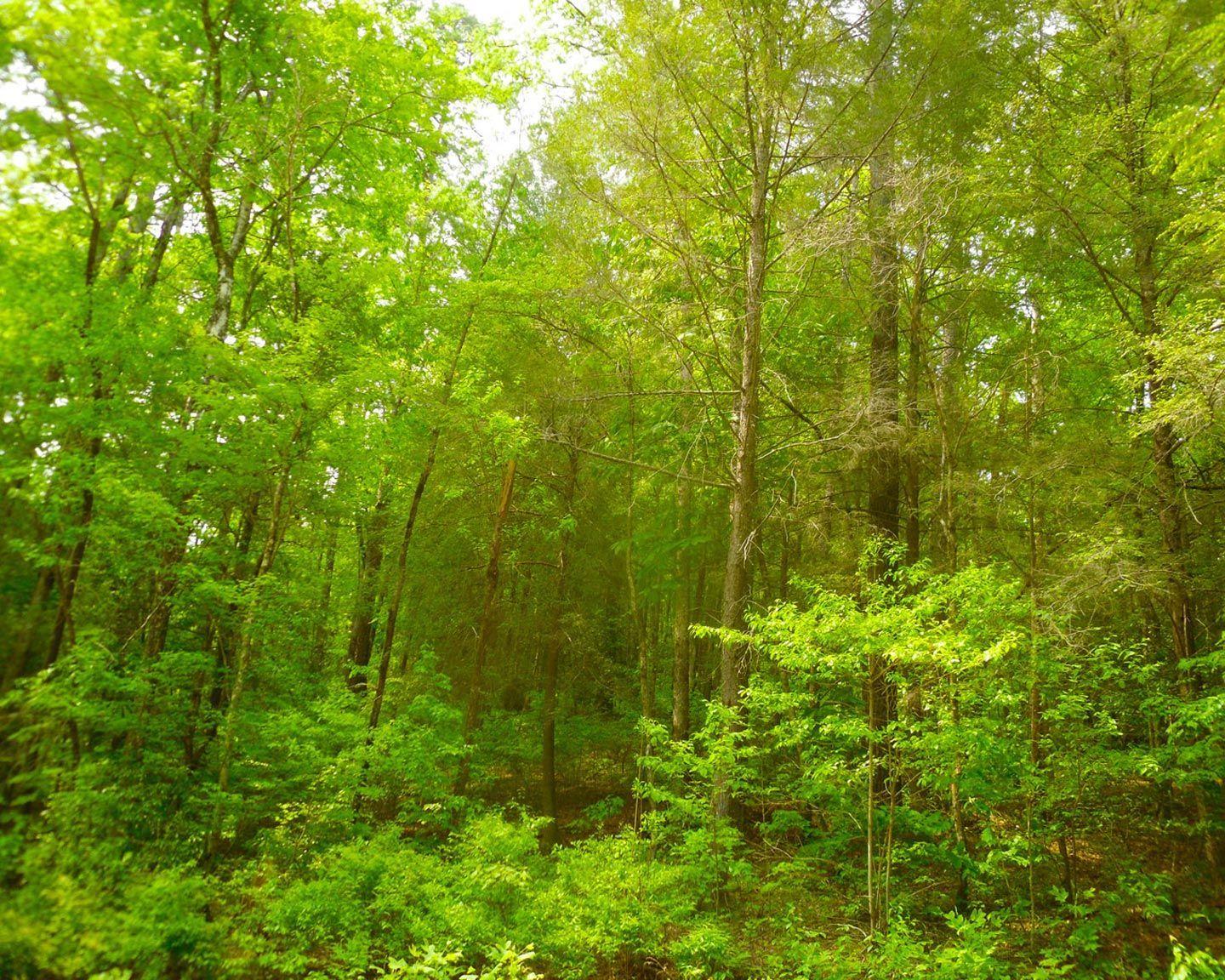 Green Forest Wallpaper HD Cool 7 HD Wallpapercom