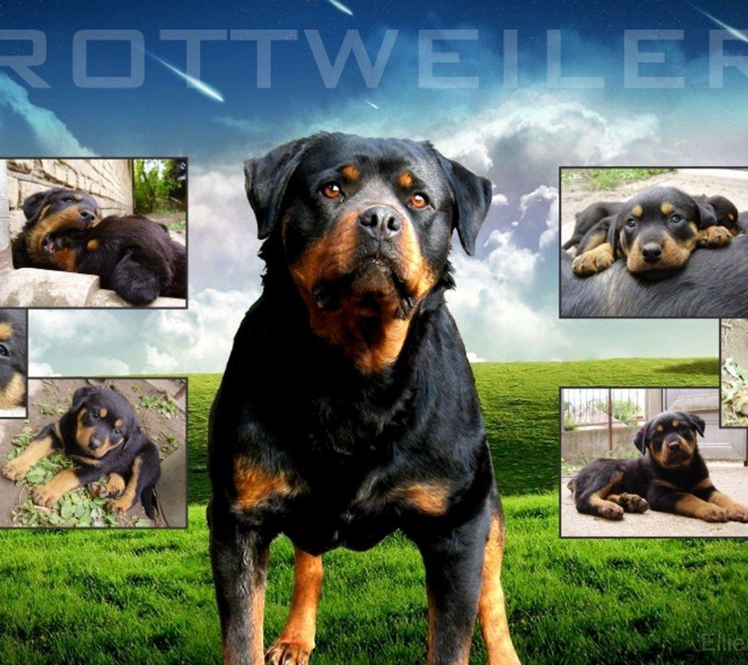 Cool Rottweiler Wallpaper Image & Picture