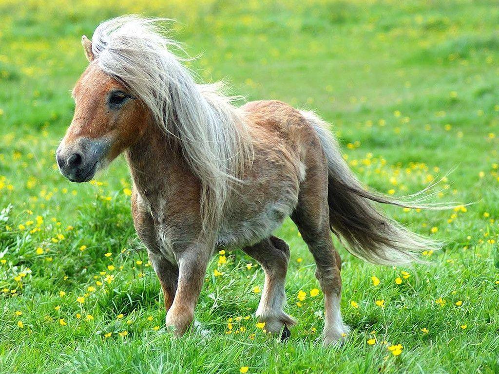 Pony Running Free wallpaper