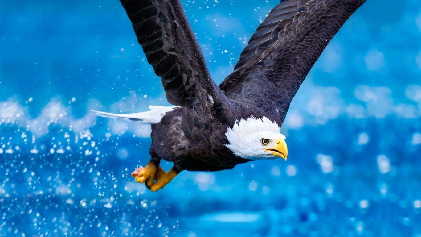 Animals For > Eagle Flying Wallpaper