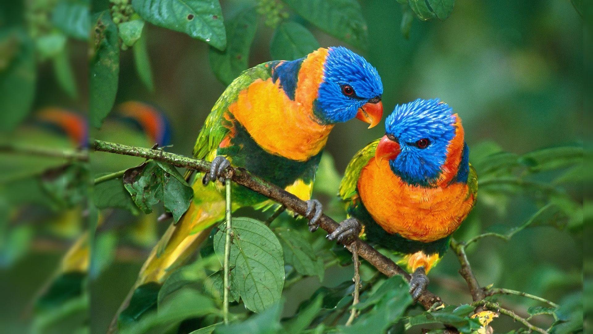 Cute Birds In Love Picture Desktop Wallpaper
