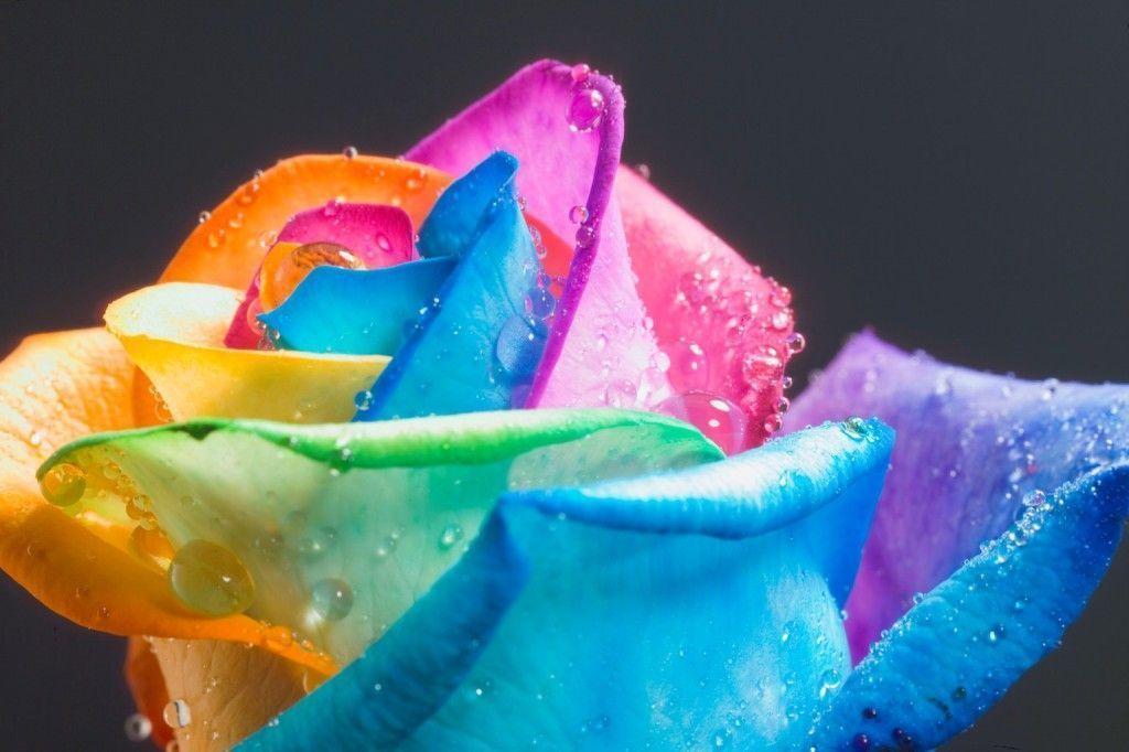 Amazing Nice Colorful Rainbow Flower HD Wallpapers Added On 