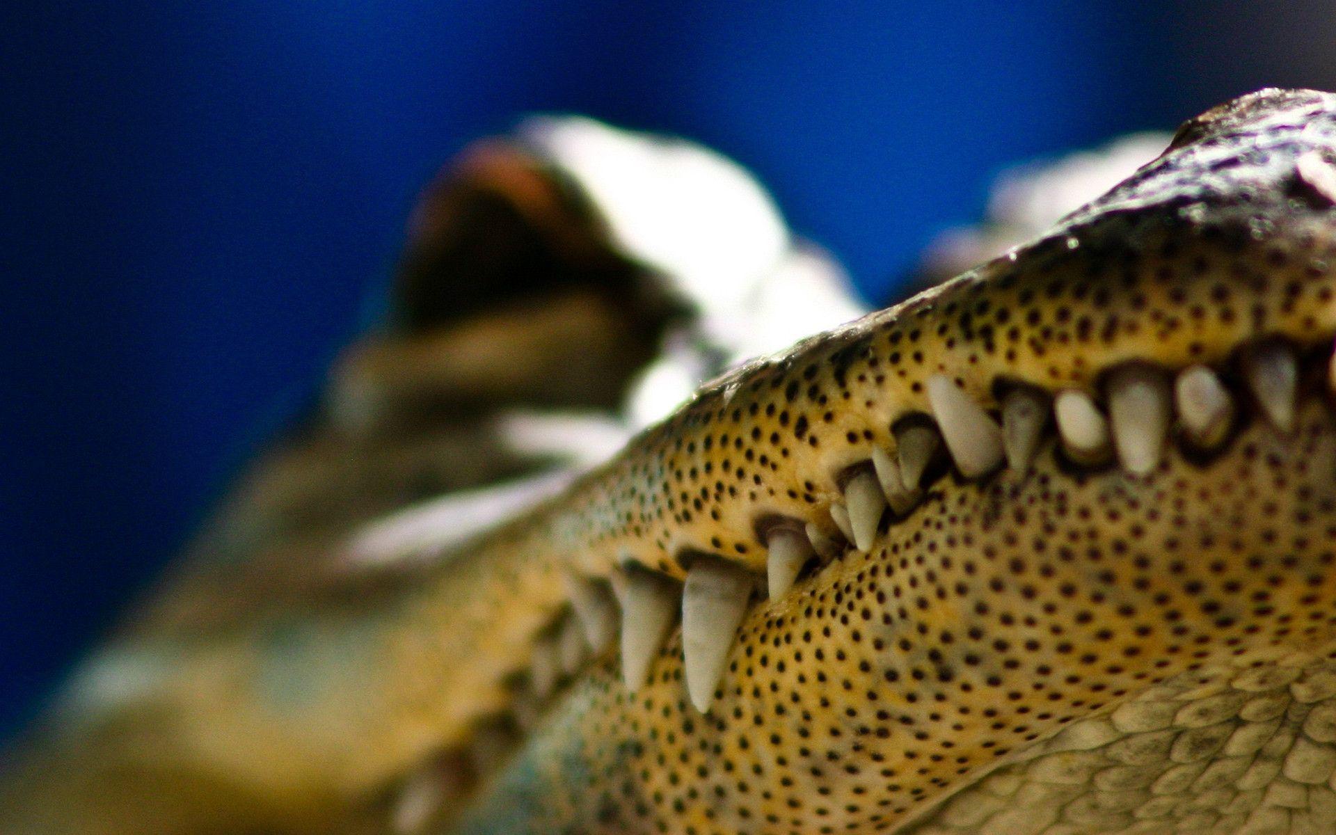 Reptile alligator wallpaper animals everglades wallpaper