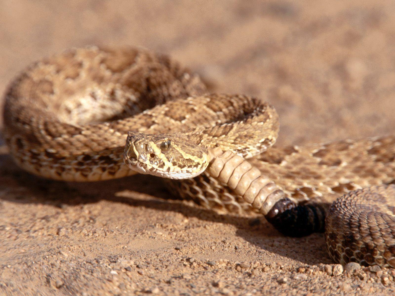 Rattlesnake HD Wallpaper. Rattlesnake Picture, Image. Cool